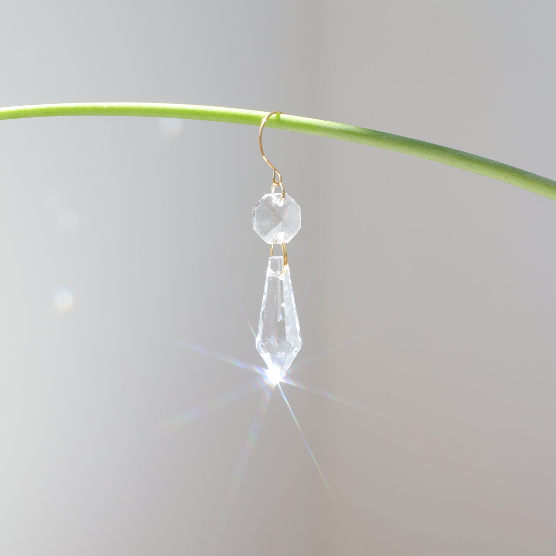 suncatcher de plante en cristal e la marque rayonne