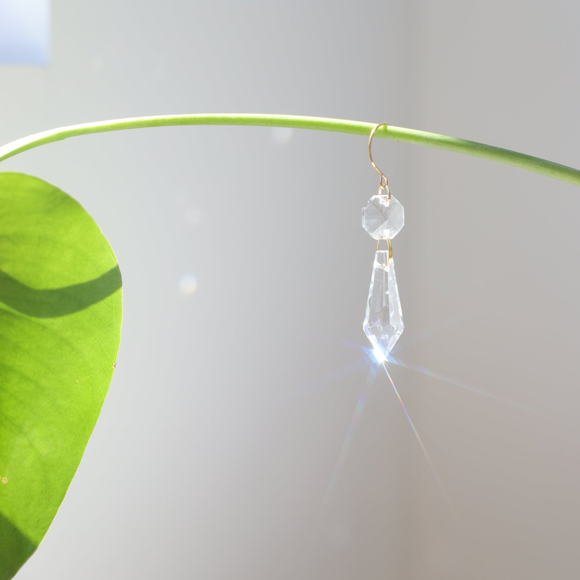 suncatcher suspendu à une plante