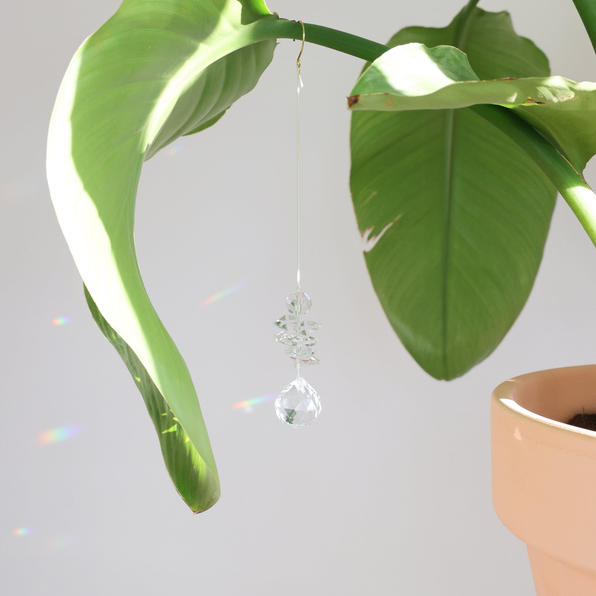 suncatcher rayonne suspendu à une plante 